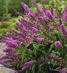 Petite tutti frutti butterfly bush. Tutti Fruitti Butterfly Bush From Garden Debut