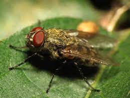 How To Get Rid Of Cluster Flies Pest Control Zone