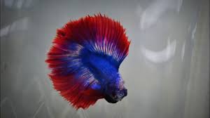 Betta Fish Competition Flarefest De Malaysia 2017 Ibc Standard Area 6 Youtube