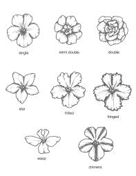 African Violets Digital Library Classification Flower Drawing Design Violet Flower Tattoos Flower Drawing