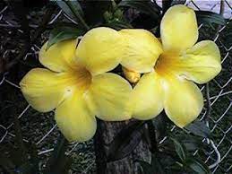 Bunga merupakan bagian dari tumbuhan. Ooi S Flora Malaysiana V1 0 Apaly01a Htm 1997 2002