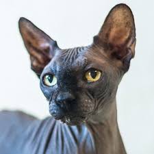 Wir bemühen uns, die befreiten tiere so gut wie möglich zu beschreiben. Bandik Lieber Unkomplizierter Kater Sucht Warmes Zuhause Vermittelt Tiere Aus Russland