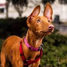 shenok faraonovoj sobaki prodaetsya dogs animals pitbulls