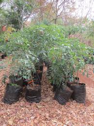 Image result for Erythrophleum africanum