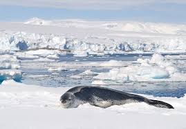 What Animals Live In Antarctica In 2020 Antarctica Arctic Animals Animals
