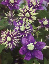 Now you can shop for it and enjoy a good deal on furthermore, always look out for deals and sales like the 11.11 global shopping festival, anniversary sale or summer sale to get the most bang for your. Clematis Taiga For Sale Buy Online For Only 23 99
