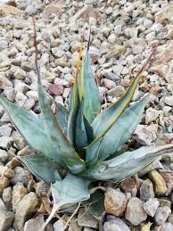 Image result for Halopegia azurea