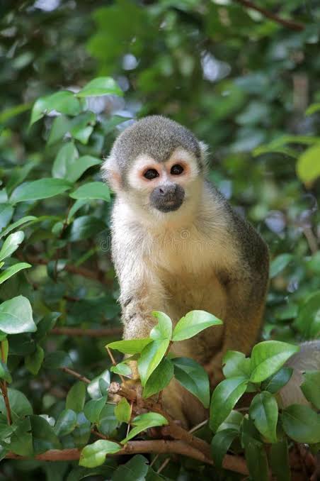 4,352 Monkey House Stock Photos - Free & Royalty-Free Stock Photos from  Dreamstime