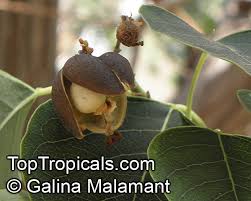 Image result for Sapium