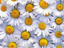 Di 30 giorni periodo di prova. Margherite