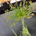 Image result for Cyperus prolifer