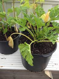 Check spelling or type a new query. Why Are My Zucchini Flowers Closed Gardening Landscaping Stack Exchange