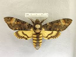 Son corps aérodynamique, associé à une musculature vigoureuse qui commande des ailes de grande envergure, en fait l'un des plus rapides et lui permet de parcourir des milliers de kilomètres. Sphinx Tete De Mort Nature Isere