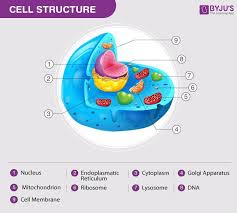 The fluid matrix that fills the cell is the cytoplasm. Name The Different Organelles Of Animal Cell And Explain Any Two Of Them Brainly In