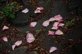 Daun bunga rose gugur kekuningan. Bunga Jatuh Mawar Berwarna Merah Muda Musim Gugur Waktu Pikist