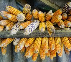 Hmong are a distince ethnic for authentic hmong food, try the red pepper cafe, 864 university ave w st paul, mn 55104. Ripe Dried Corn Cobs Hanging At The Wooden House Of Hmong People Stock Photo Picture And Royalty Free Image Image 68439879