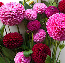 We did not find results for: How To Plant Grow And Care For Dahlias Midwest Living
