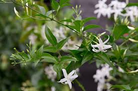 Image result for Jasminum meyeri-johannis