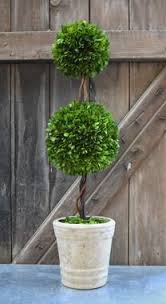 A small ball on top and a slightly bigger one on the bottom. Preserved Boxwood Double Ball Topiary 30 Home Decorative Accents Home Decorative Accents