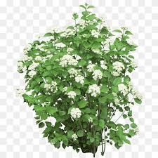 We did not find results for: Shrub Plant Tree Bushes Purple White And Pink Petaled Flowers Purple Image File Formats Violet Png Pngwing