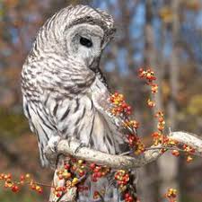 Bird That Sounds Like An Owl In The Morning Did You Know That Barred Owls Have More Than A Dozen Calls Including One That Sounds Like A Monkey Barred Owl Owl Pet Birds