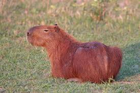 $ 43.65 $ 39.59 add to cart; Capybara Wikipedia
