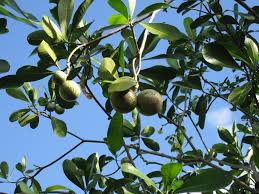 Image result for Voacanga