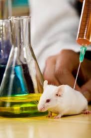 Experiment Mouse On A Lab Table Been Injected With Syringe Ad Lab Mouse Experiment Syringe Inj Teacher Favorite Things Animals Images Experiments