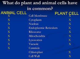 Check spelling or type a new query. Aim How Can We Describe The Structure And Function Of Cell Organelles Ppt Download