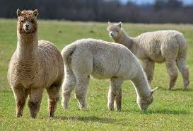 Different Types Of Llamas Animal With Facts Gate Information Llama Animals Like Animals