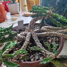 Image result for Euphorbia davyi