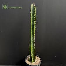 Image result for Euphorbia ingens