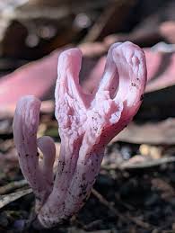 Image result for Cribbia brachyceras