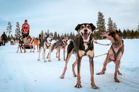 If you are enthusiastic about something, you show how much you like or enjoy it by the. Husky Safari In Lapland A First Timer S Guide Daily Travel Pill
