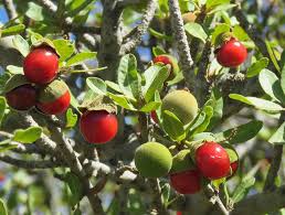 Image result for Pappea capensis