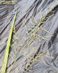 Image result for Steinchisma