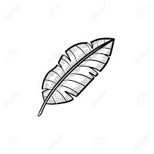450x470 set tropical palm leaves, sketch vector 500x500 banana tree cartoon vector and illustration, black and white. Vector Hand Drawn Banana Leaf Outline Doodle Icon Banana Leaf Royalty Free Cliparts Vectors And Stock Illustration Image 91365190