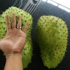 Cara menanam durian biar cepat berbuah. Baja Pokok Durian Belanda Fertilizer For Soursop Plant Shopee Malaysia