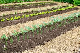 Mulch comes from a wide variety of organic or inorganic materials. Mulching And Low Maintenance Gardening Gardener S Path