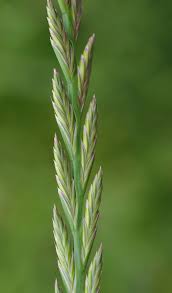 Image result for Lolium