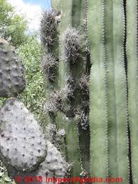 Aphids and mealybugs are the most common pest problems for christmas cactus, in addition to spider mites, fungus gnats and soft brown scale insects. Fungal Mold Growth On Cactus Causes Cures Identification Of Mold Species That Grow On Cactus Plants