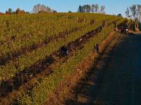 Vineyard Walk