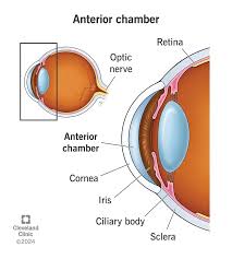 Image result for Cornea