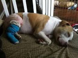 Our Friend Leasha Has A Handsome Rescue Dog Named Chevy He Just Had His First Knee Surgery For His Torn A Torn Acl In Dogs Acl Surgery Recovery Acl Surgery