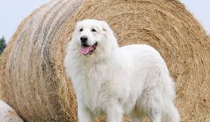 Maybe you would like to learn more about one of these? Great Pyrenees 9 Facts About The Noble Pyrenean Mountain Dog All Things Dogs All Things Dogs