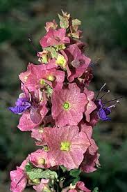 Image result for Karomia tettensis