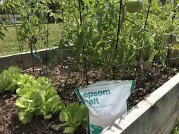 Is epsom salt good for plants? Can Epsom Salt Save Your Slow Growing Plants