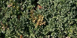 Les buis jaunis et brunis par branches entières. Volutela Buxi Sur Buis Symptomes Et Traitements Clinique Des Plantes