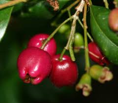 Image result for Syzygium