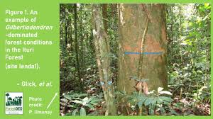 Image result for Englerodendron